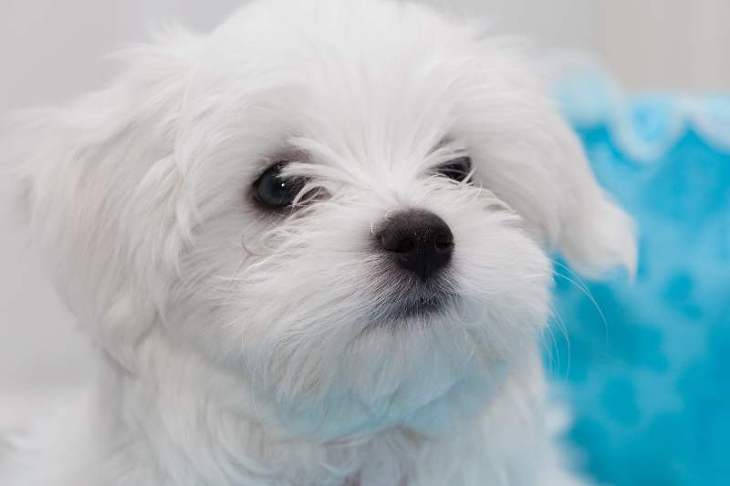 Maltańczyk - pies o białym ubarwieniu